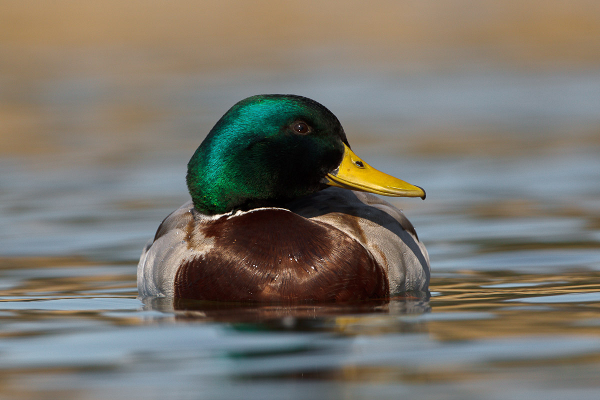 Mallard ......