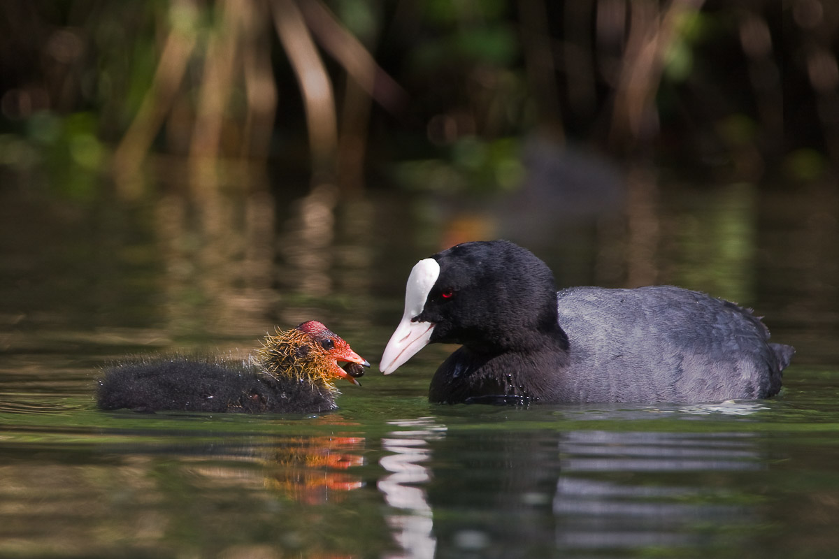 Coot and mothering ......
