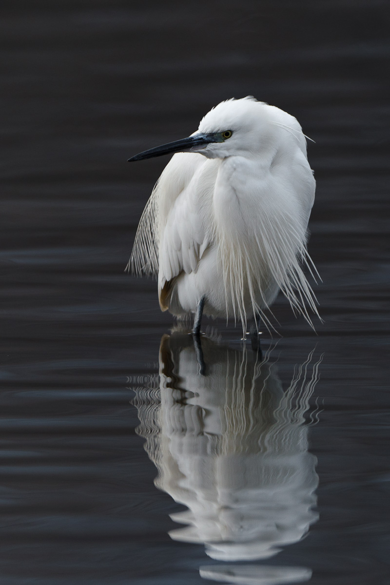 Egret and reflection ......