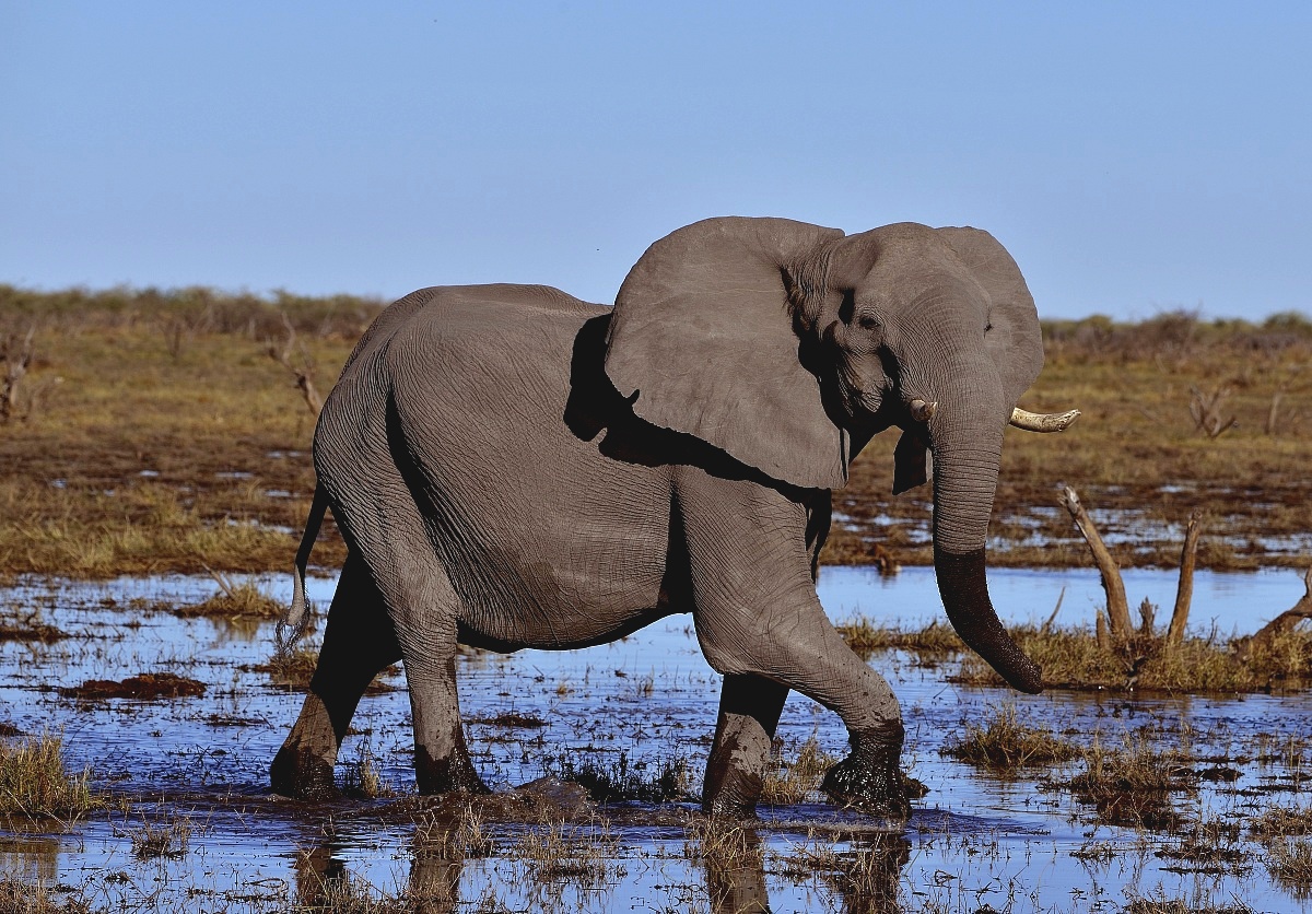 elephant...