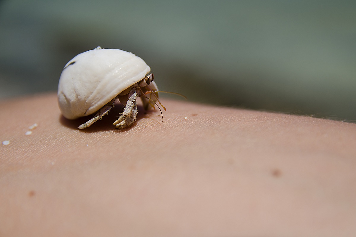 The hard life of a hermit crab!...