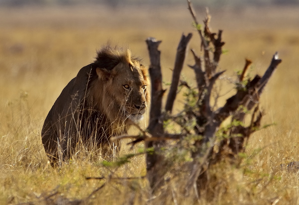 lion...