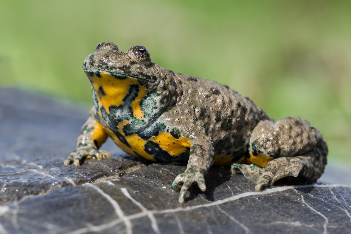 Yellow-bellied toad ......