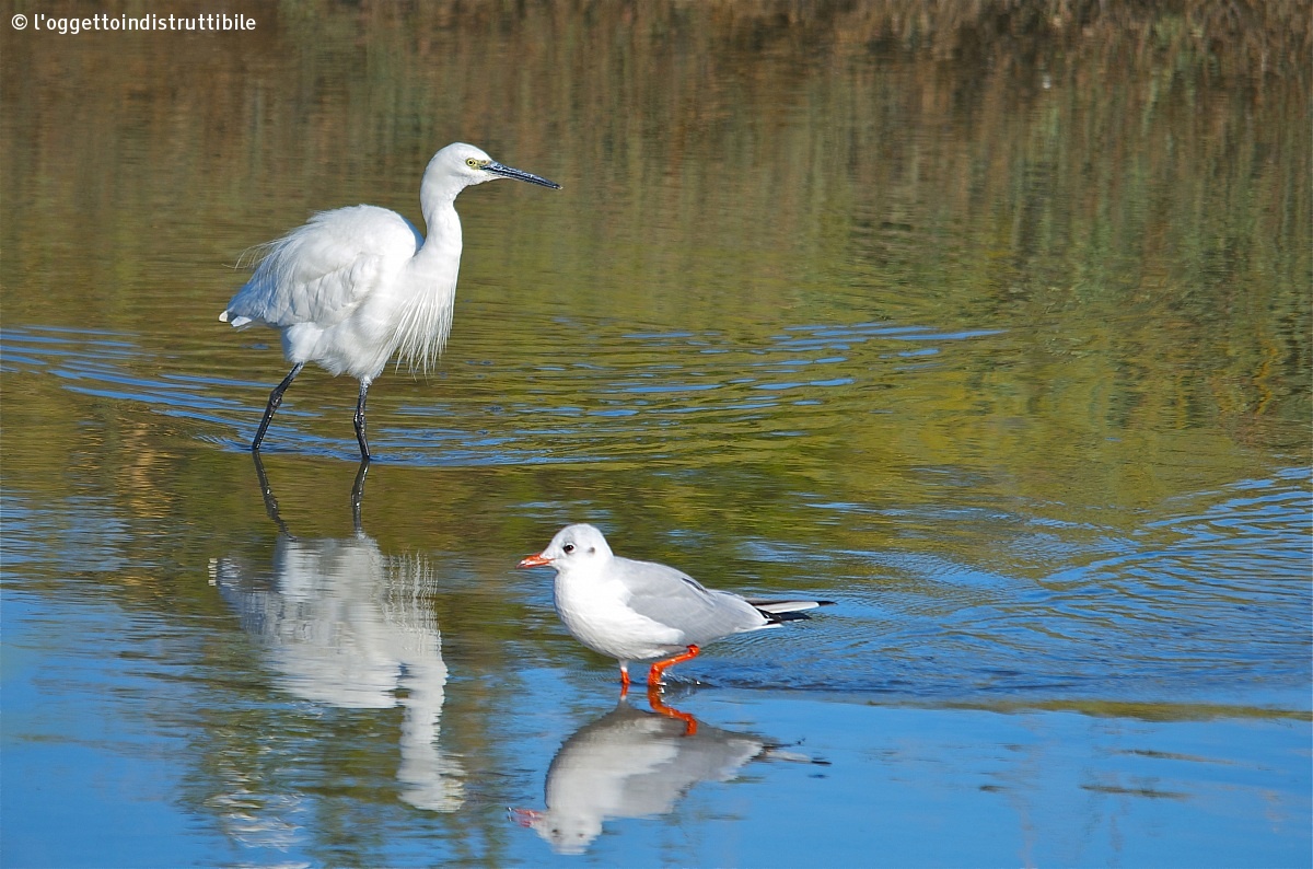 The Little Egret and the seagull - Watercolor...