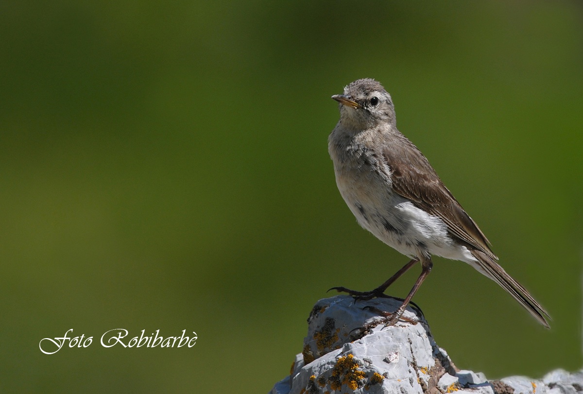 Young ... Water Pipit .......