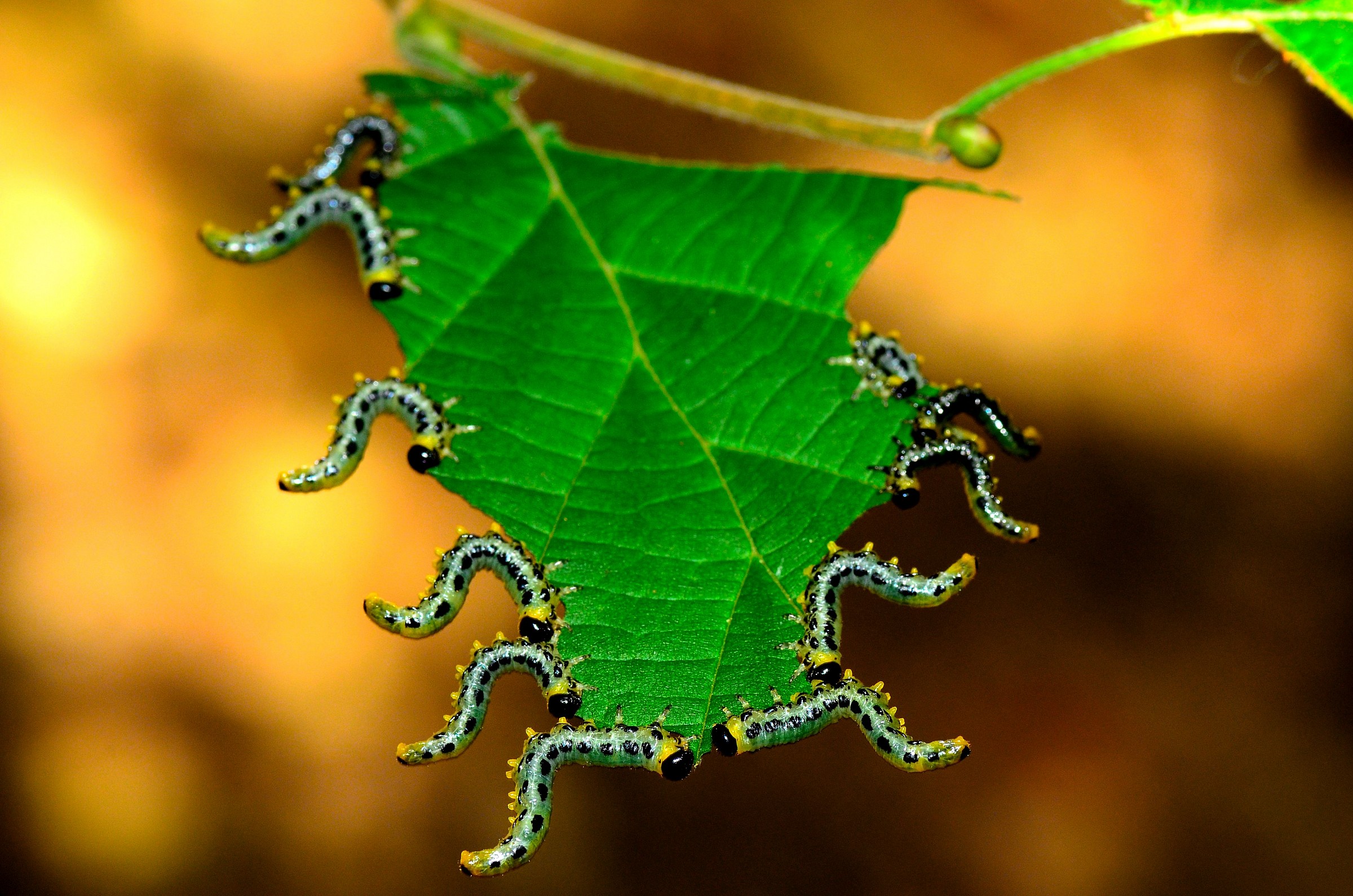 caterpillars synchronized...