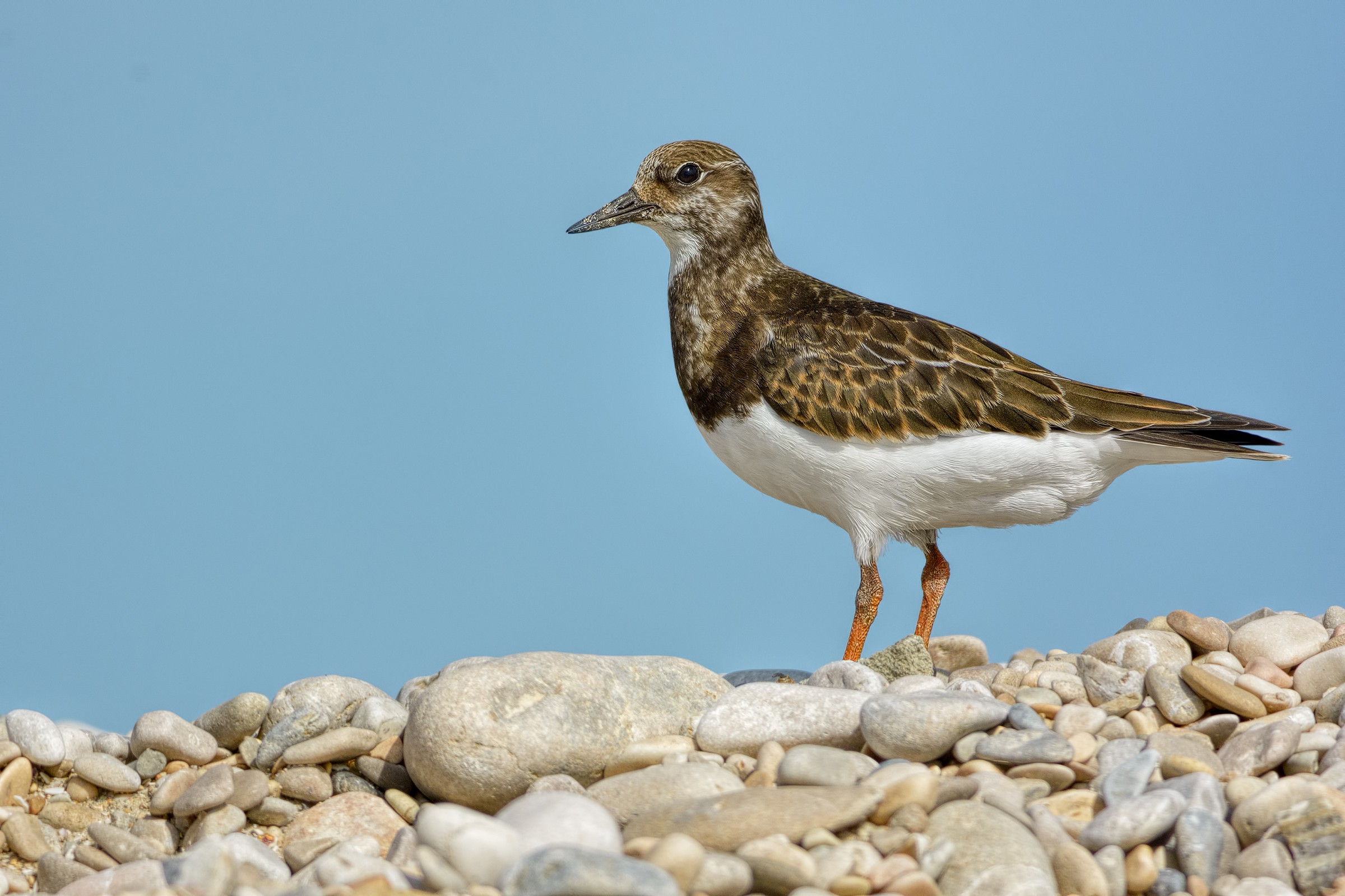 Ruddy Turnstone (Arenaria interpres)...