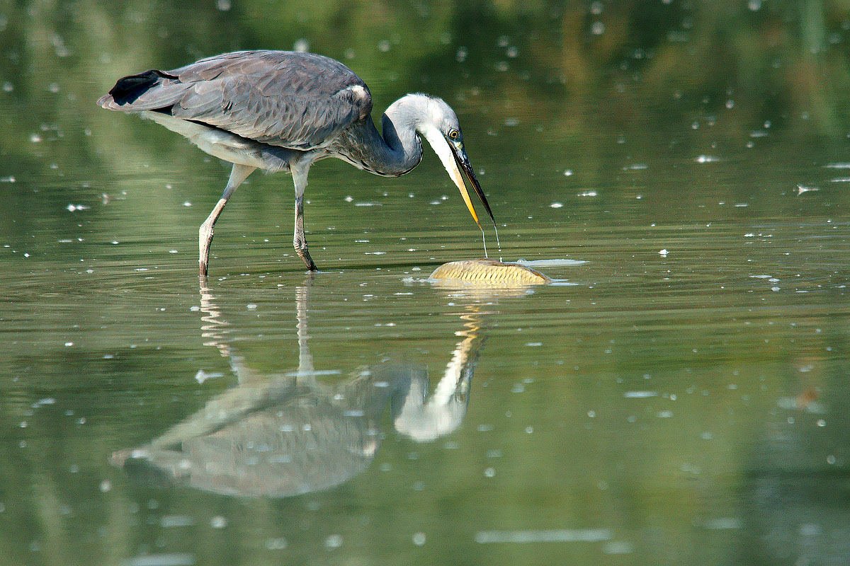 Heron with pretentious!...