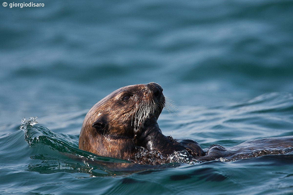 Sea Otter...