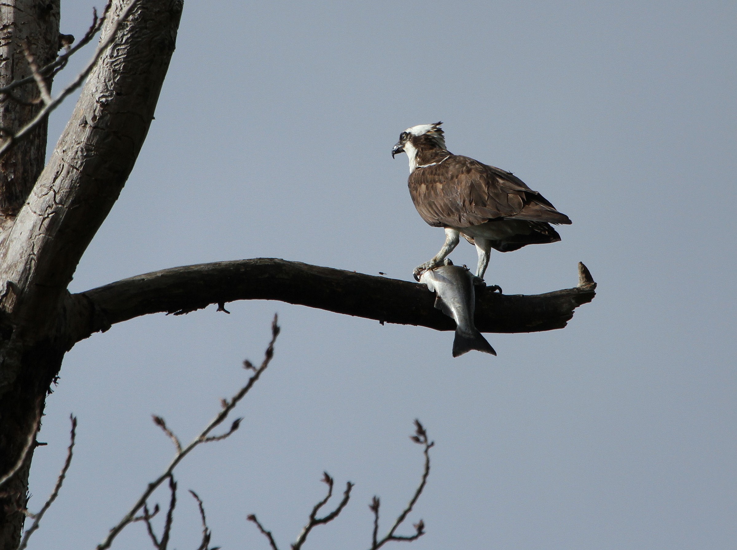 Out on a Limb...