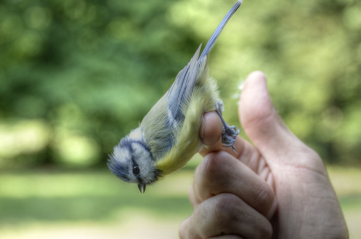 Blue Tit (Parus caeruleus)...
