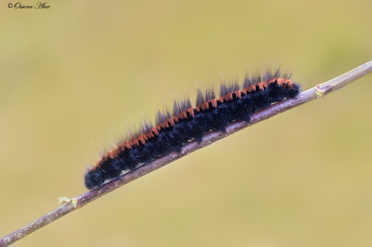 fox moth caterpillar of the Macrothylacia steal...