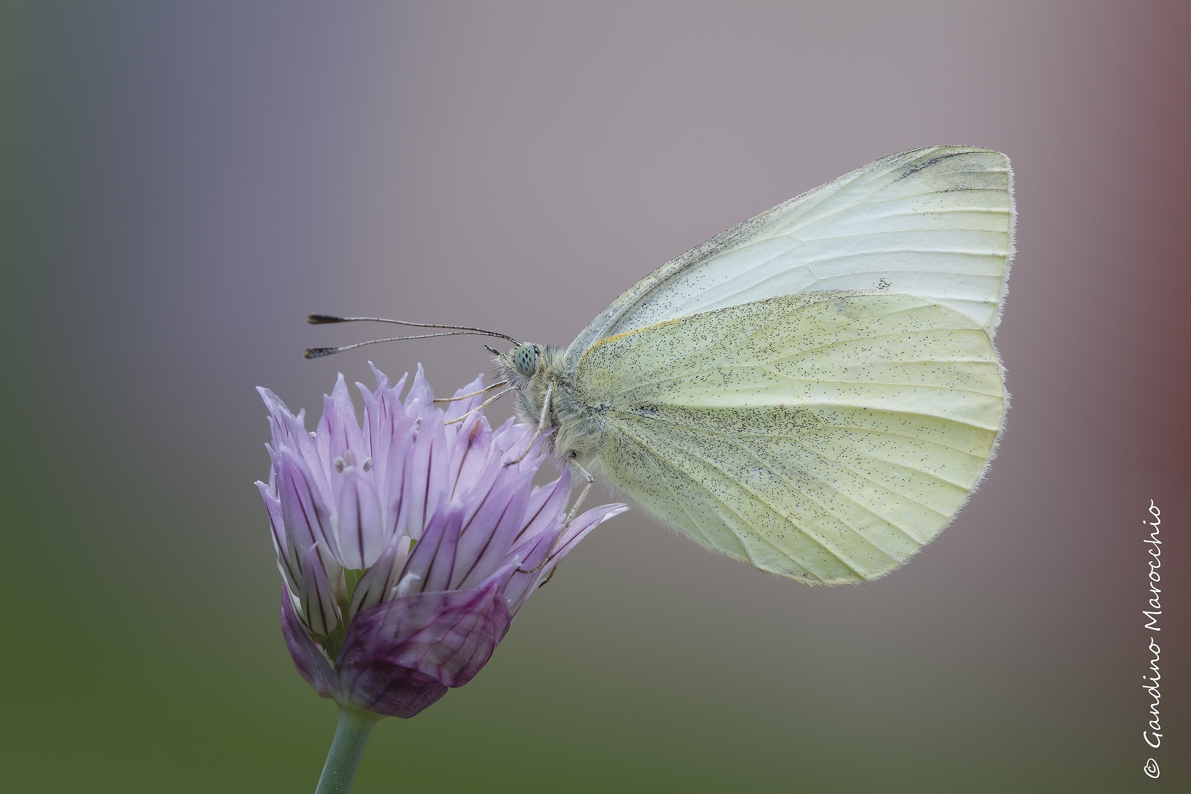 A cabbage white butterfly...