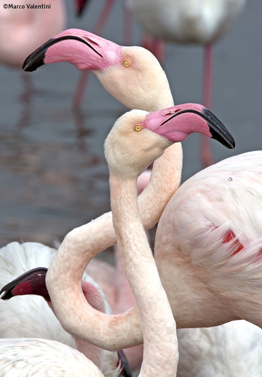 The beak of the flamingo...