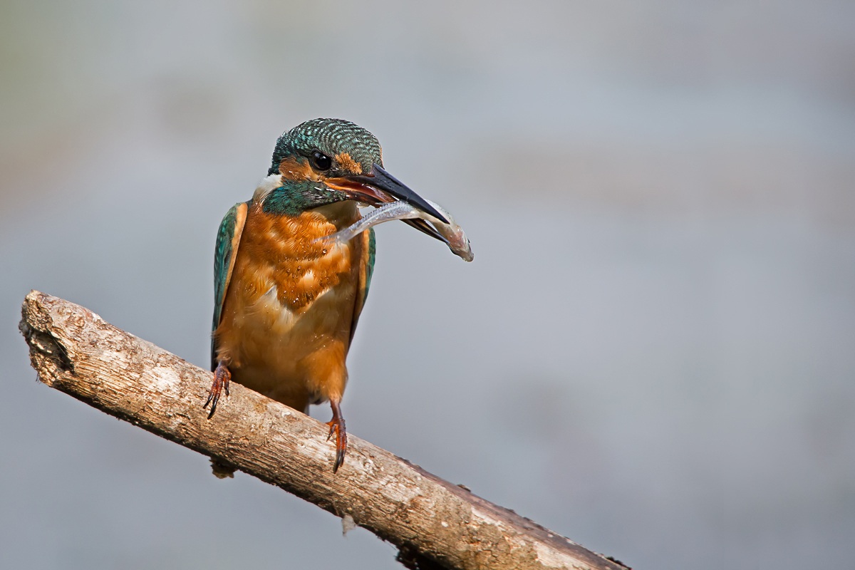 Kingfisher (Alcedo atthis)...