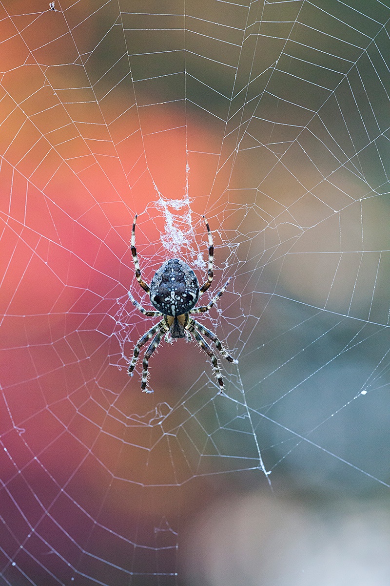 spider "autumn"...