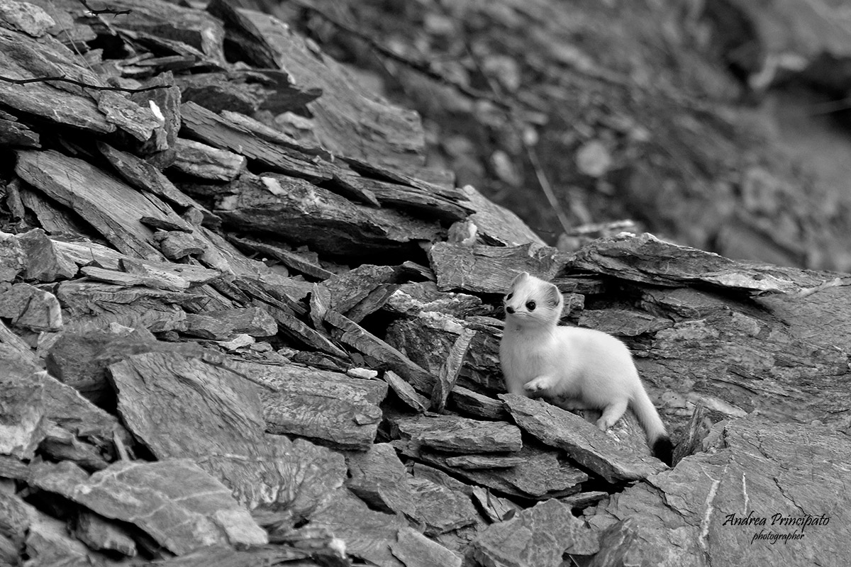 Ermine...