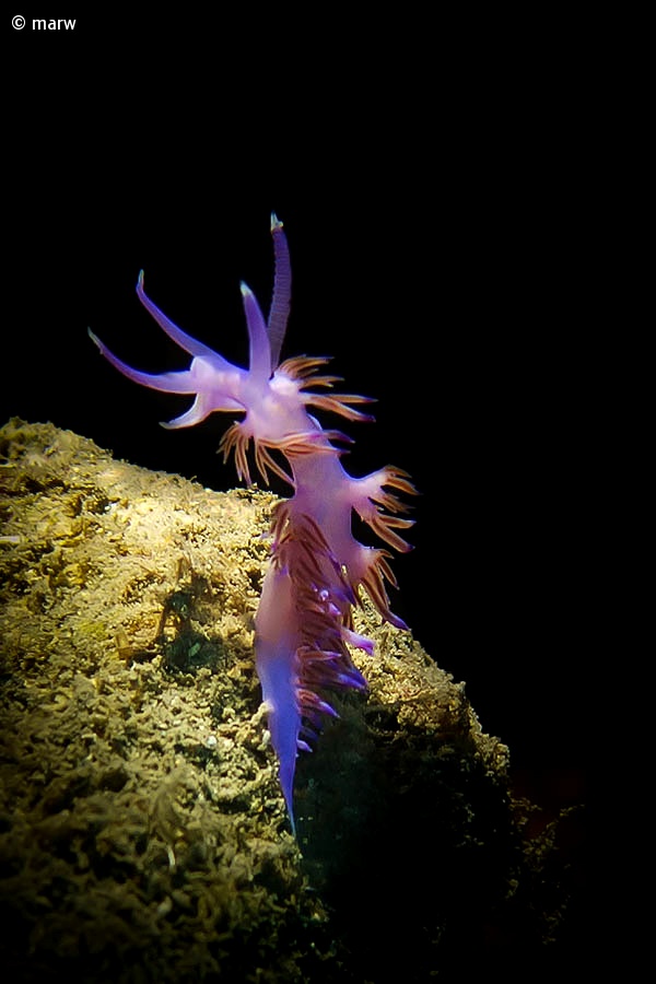 Flabellina pink (Flabellina affinis)...