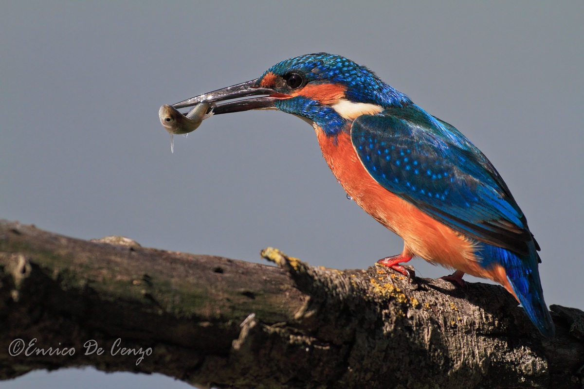 Martino with prey...