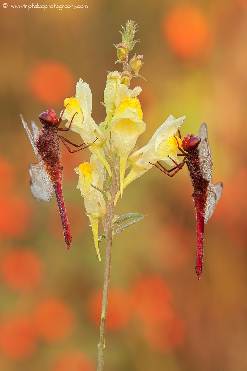 Double Crocothemis erythraea...