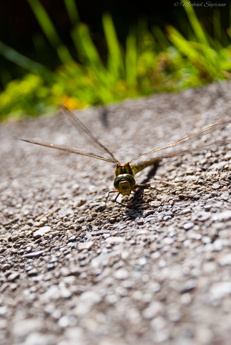 Green Dragonfly...
