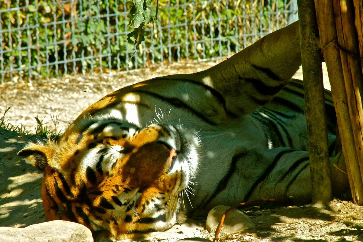 Tigre...