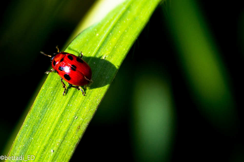 Ladybug brings good luck...