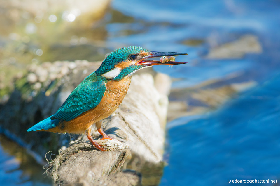 Kingfisher fishing...