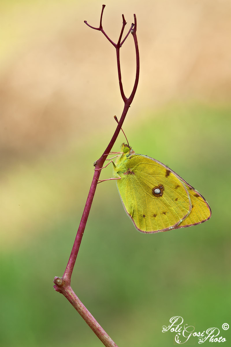 Arrampicata...