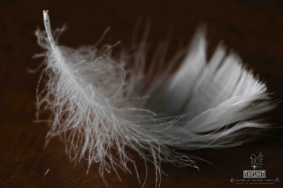 Feather Swan...