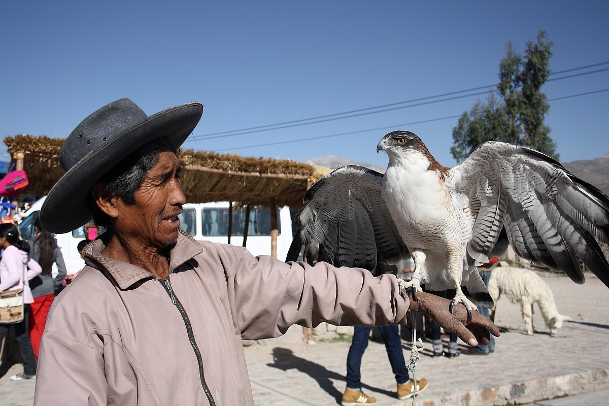 falconer Andean...