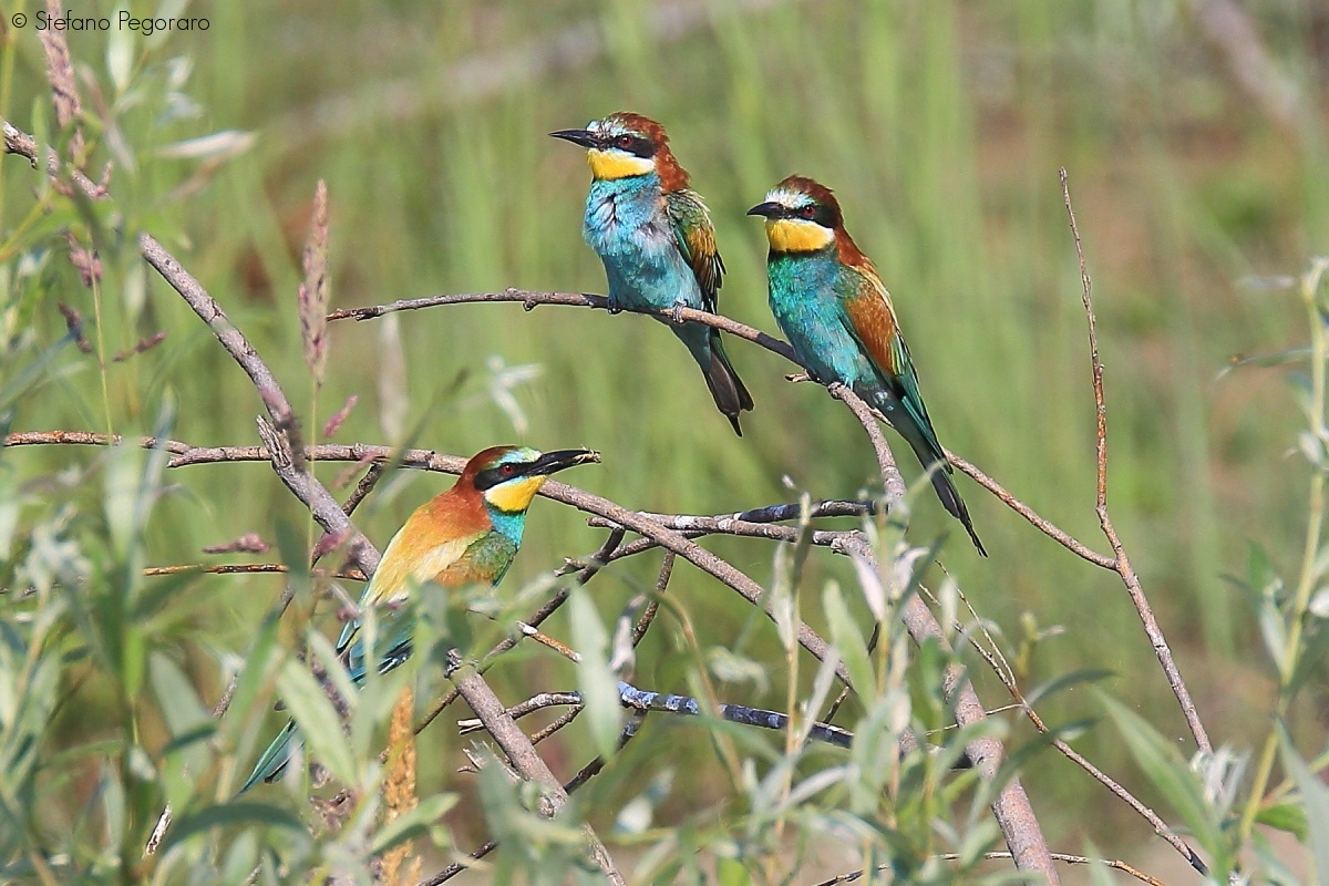 Bee-eaters in meeting...