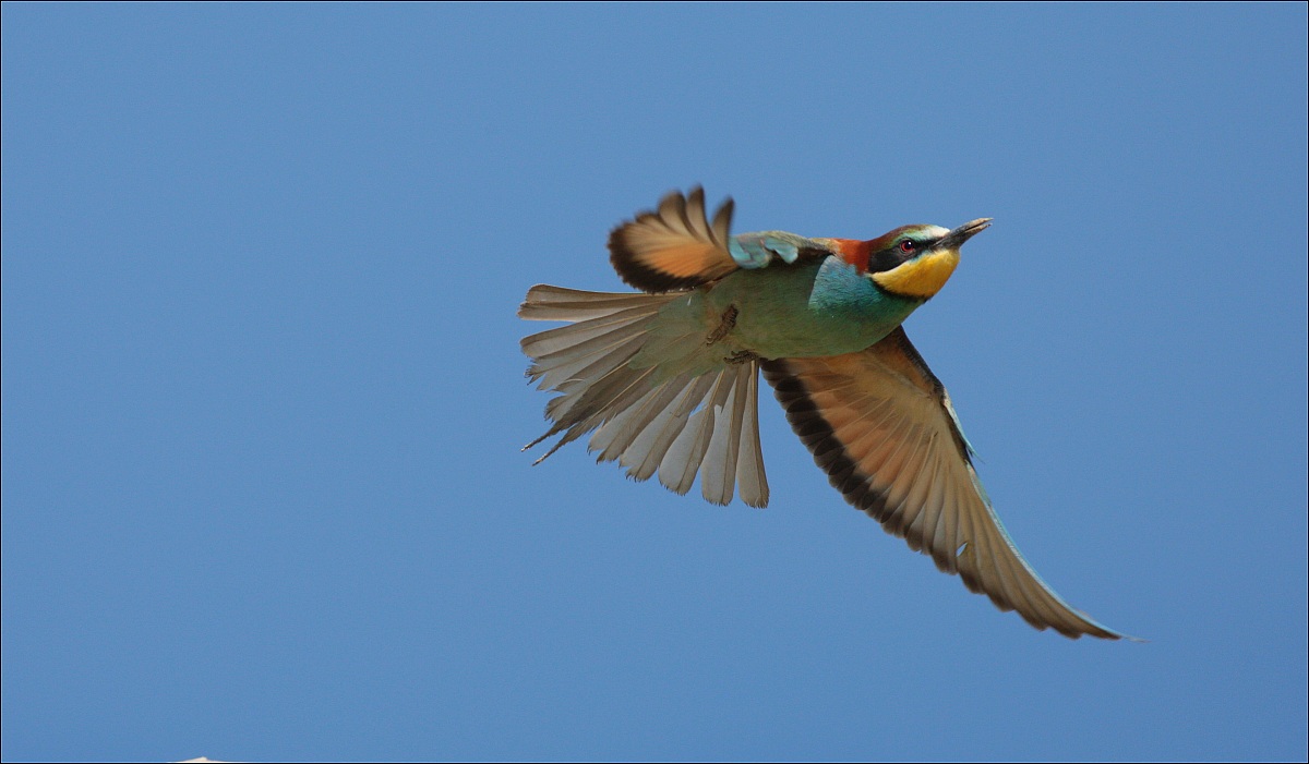 Bee-eater / Merops apiaste...