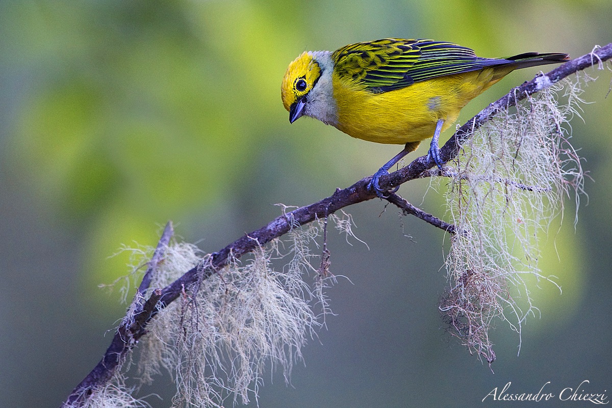 Yellow-throated tanager...