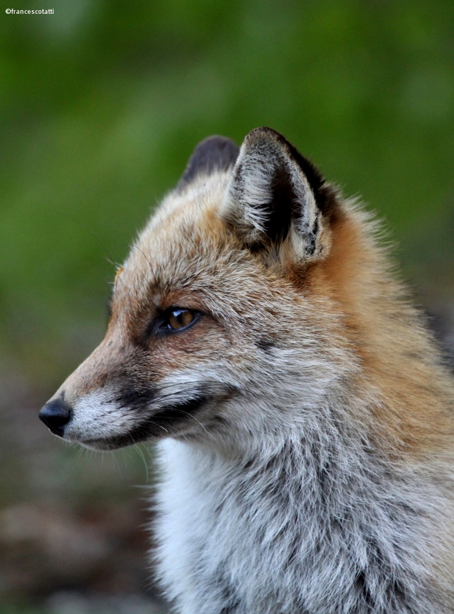 Portrait of Fox....