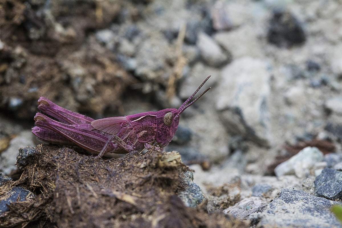 Orthoptera pink...