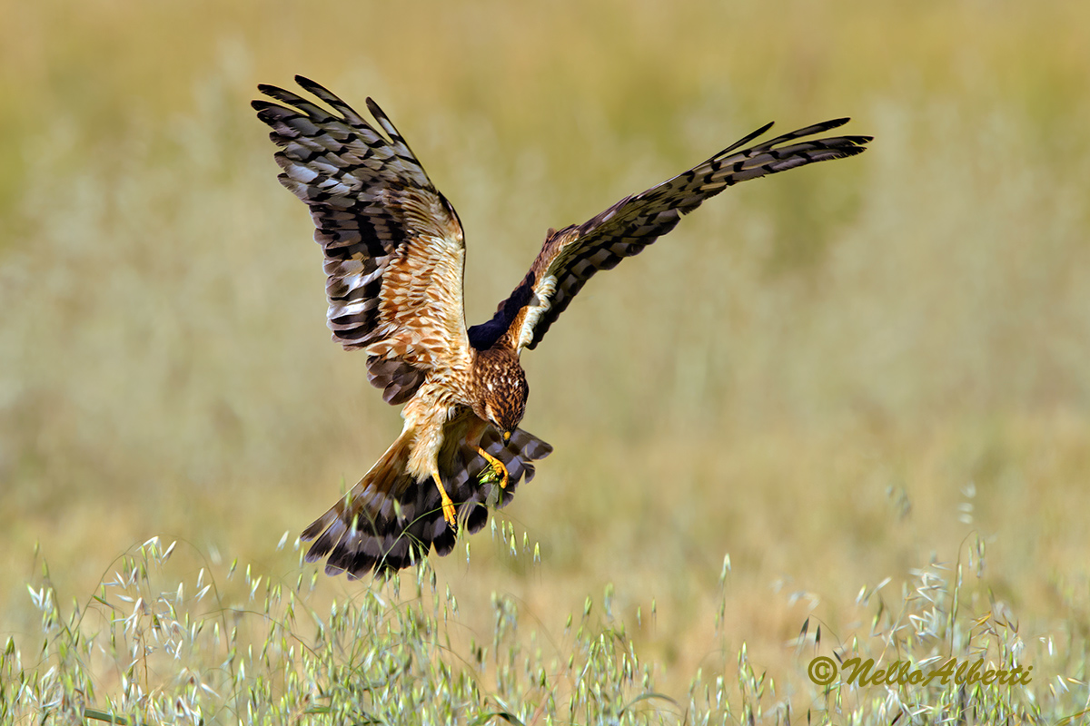 Montagu's Harrier with insect...