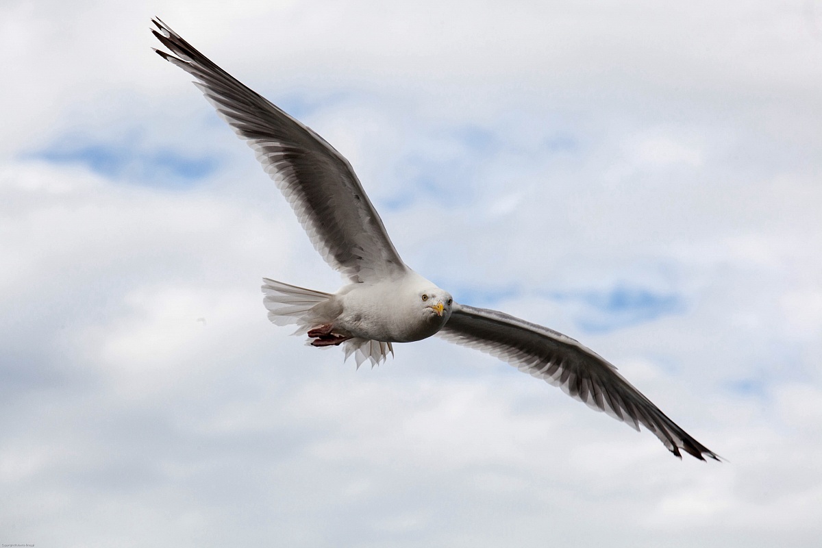 Seagull...