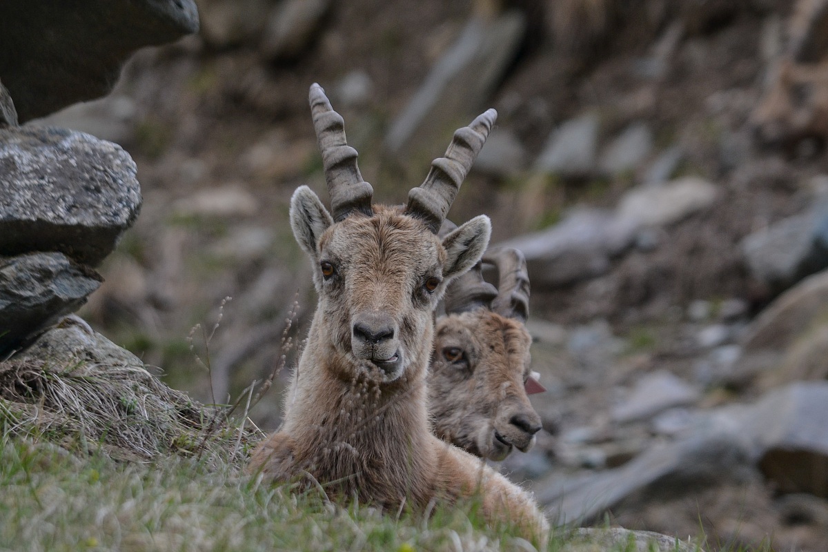 Young alpine ibex...