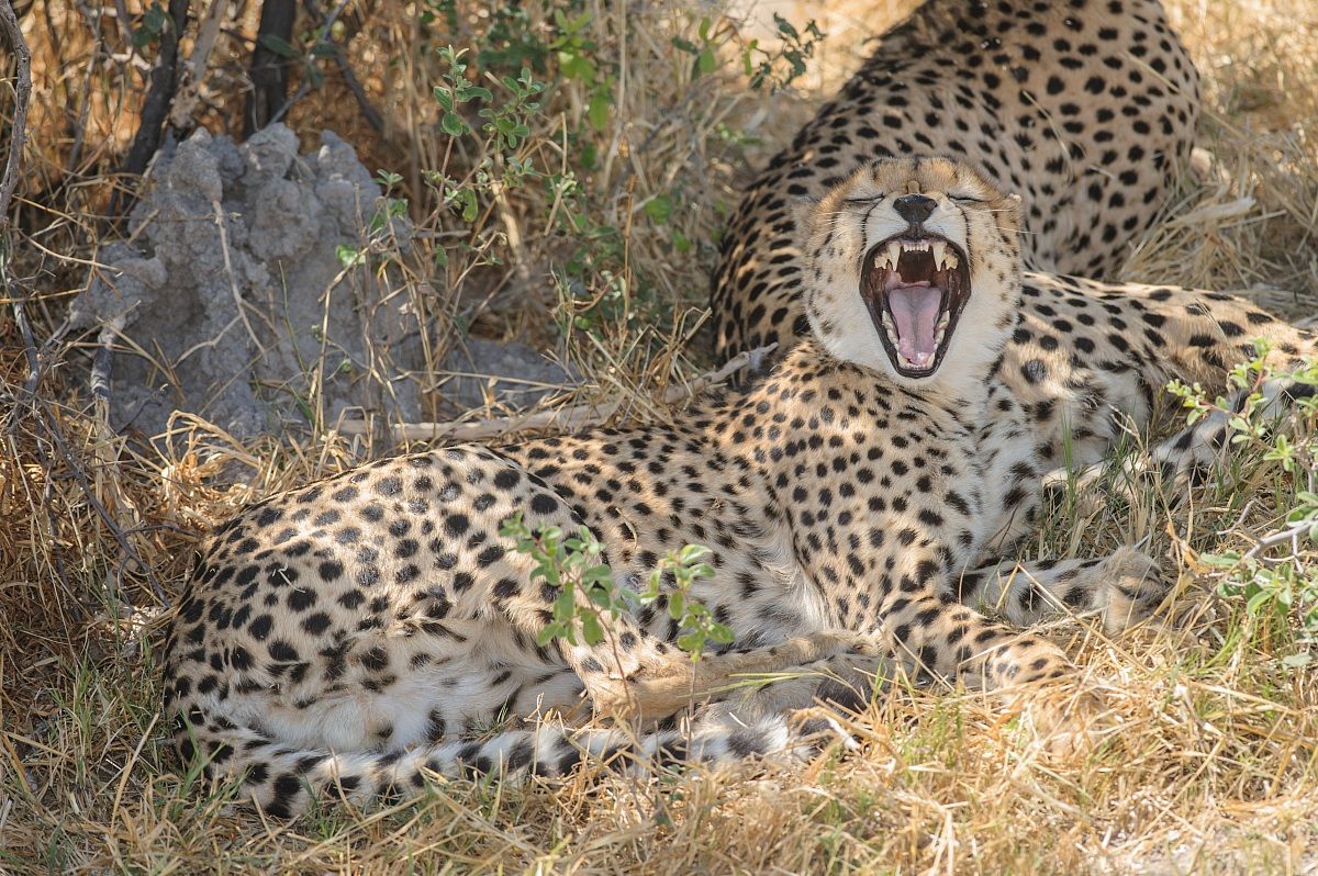Yawning Cheetah...