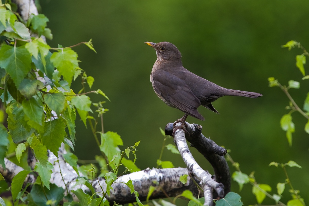 Female blackbird ......