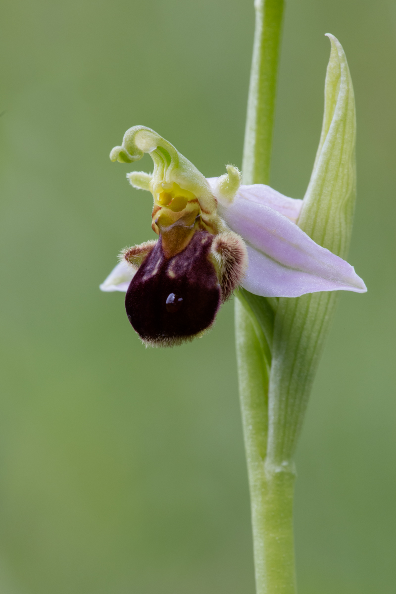 Ophrys apifera ......