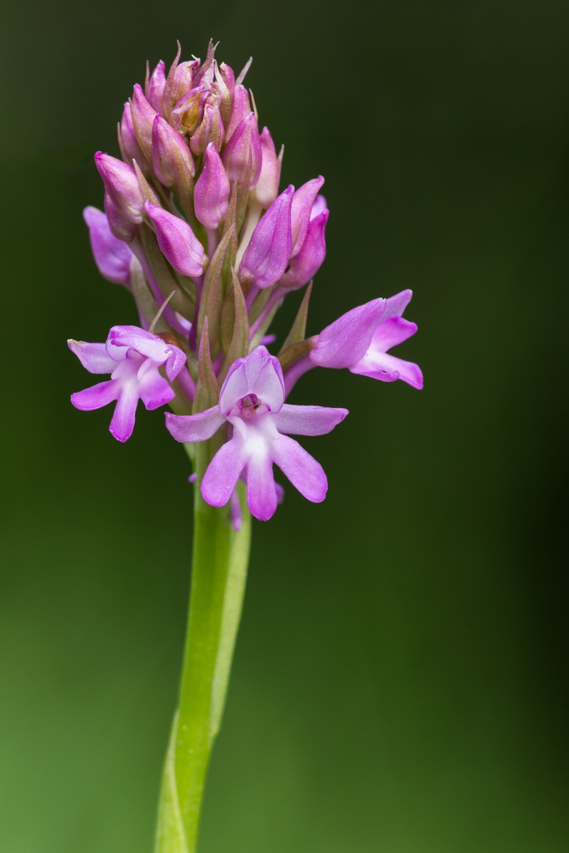 Pyramidal orchid ......