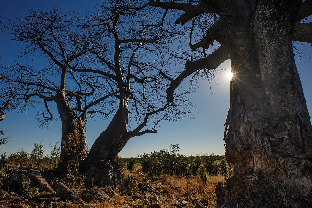 Nella foresta dei Baobab...