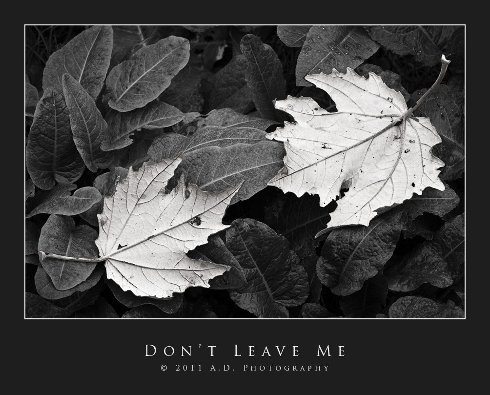 Do not Leave Me!...