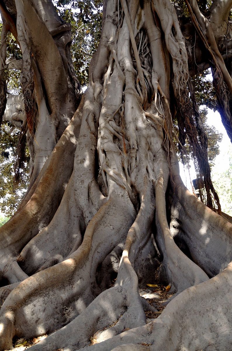 Fondamenta di Magnolia...