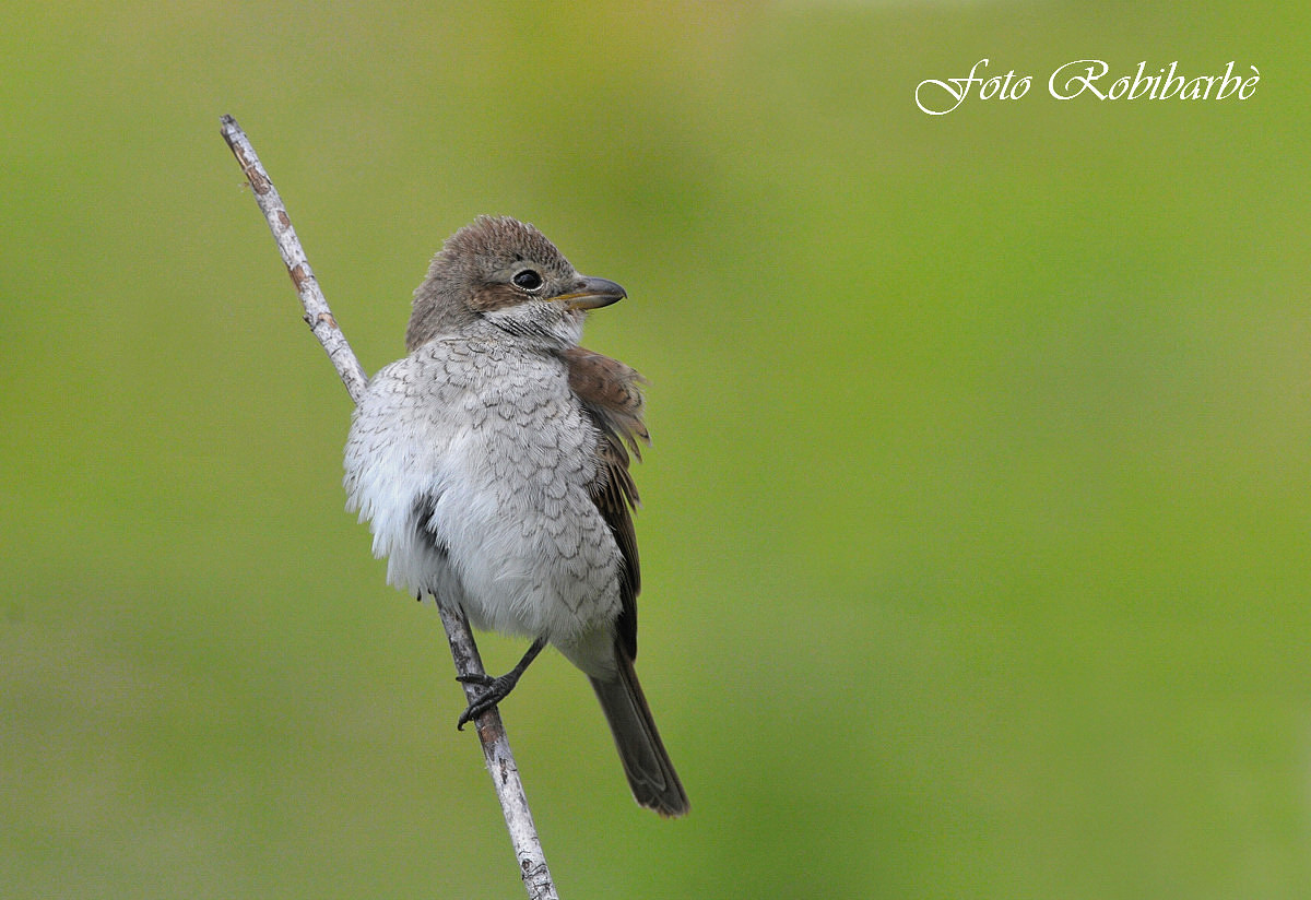 Whe ... ruffled .. Juv ......