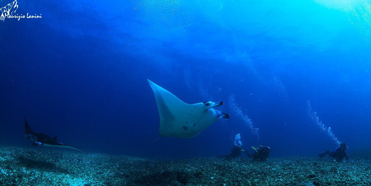 Incontro con le mante ( Manta alfredi )...