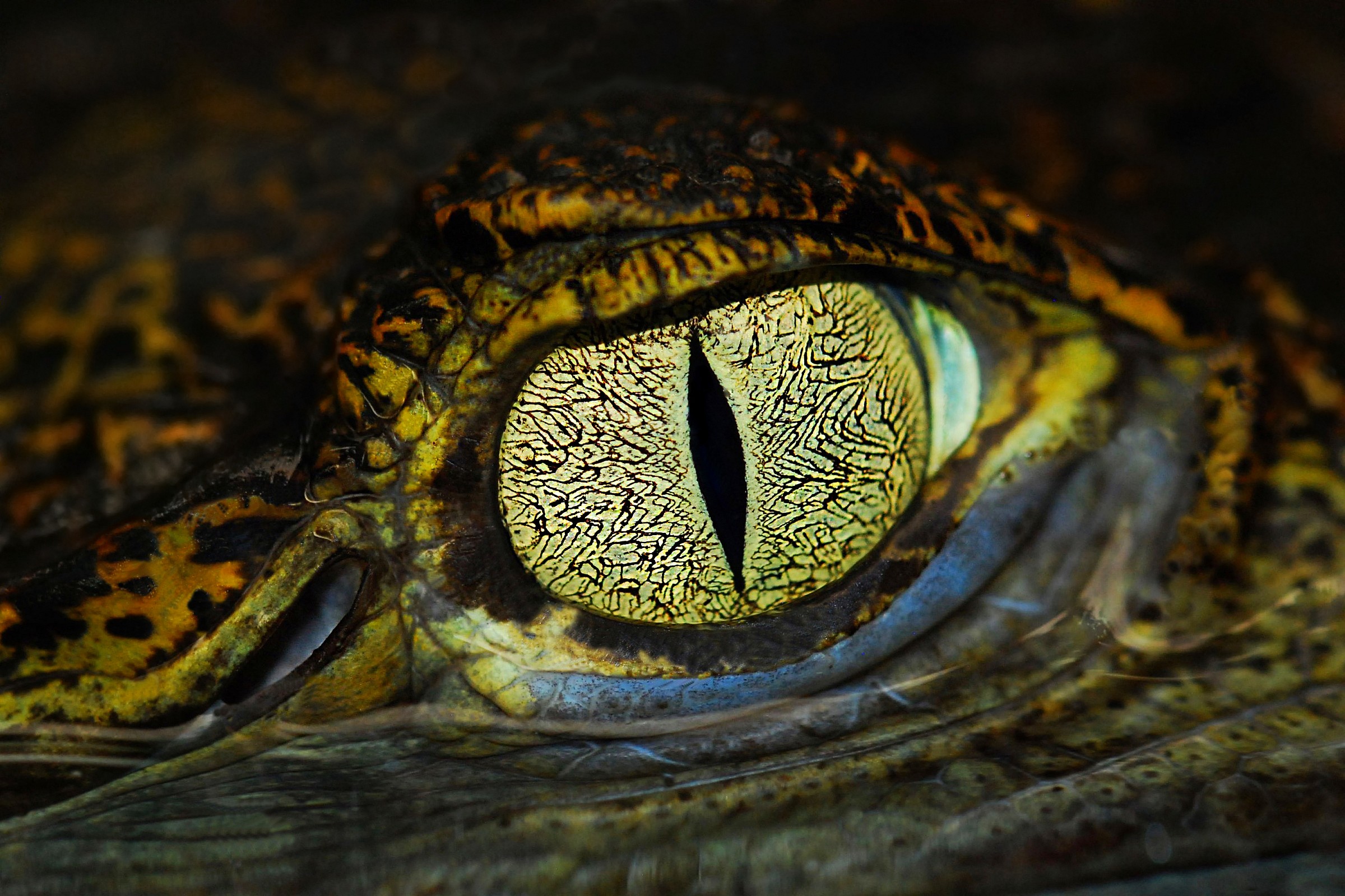 Eye Closeup of caiman...