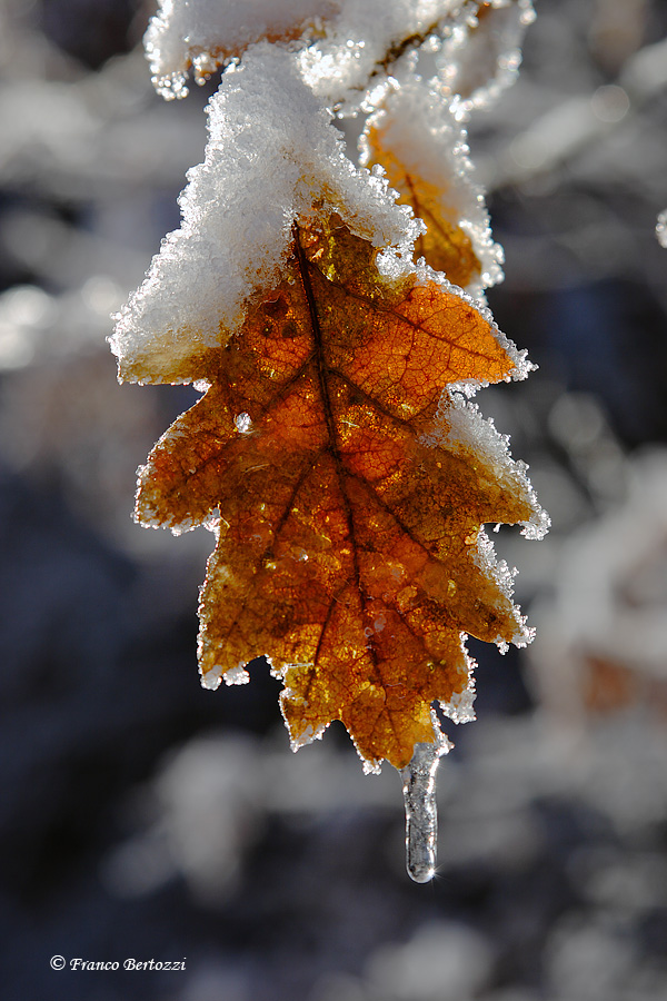 frozen leaf...
